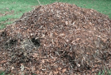 La formación de viveros es un mecanismo que sirve para propagar el material vegetal y así encontrar la forma en que estos reproduzcan la diversidad de especies que son de interés para la conservación. Foto: researchgate.net Ganadería, ganadería colombia, Ganadería colombiana, CONtexto ganadero, noticias ganaderas, noticias ganaderas colombia, material vegetal, establecimiento amterial vegetal, creacion de vivieros, viveros, importancia viveros, modelos sostenibles, Ganadería Sostenible, ganaderos, ganaderos colombia