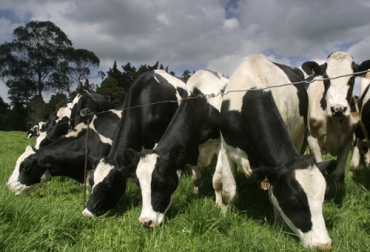 Los primeros animales Holstein llegaron al país en 1872, teniendo en ese entonces, 3 toros y una vaca importados desde Holanda. Foto: Fedegán ganadería, ganadería colombia, ganadería colombiana, contexto ganadero, noticias ganaderas, noticias ganaderas colombia, vacas holstein, ganado holstein, color ganado holstein, particularidades ganado holstein, historia ganado holstein, caracteristicas ganado holstein, ganaderos, ganaderos colombia