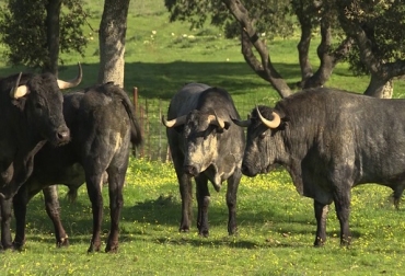 “Santahermosa oxigenará la sangre pura de Santa Coloma y continuará con la conservación de este encaste en Colombia”, dijo María Fernanda González. Foto: tredsmap.com Nace Santahermosa, nueva ganadería de lidia, conservar encaste Santa Coloma, vacada de Ernesto González Caicedo, vacada de Vistahermosa, genética de trayectoria, Santa teresa de los Andes, cierre de Ernesto González Caicedo, Noticias de ganadería colombiana, CONtexto ganadero.