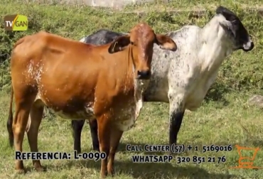 Estos ganaderos llevan años vendiendo a través de TVGAN porque están convencidos de las ventajas de usar esta plataforma. Foto: TVGAN Testimonios TVGAN, Venta de ganado, Ganaderos TVGAN, venta ganado TVGAN, Remates ganado, Remates TVGAN, Remates TVGAN 2020, tvgan promociones, equipos ganaderos promociones, remate ganado televisión, Promociones TVGAN 2020, productos ganado promoción, productos finca promoción, TVGAN 2020, Ganadería, ganadería colombia, CONtexto ganadero, ganaderos colombia, noticias ganaderas colombia