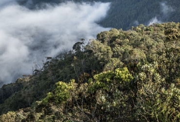 La investigación mostró que la Ochroma pyramidale fue la especie de mayor supervivencia, pues presentó y toleró las condiciones climáticas desarrollando mecanismos fisiológicos. Foto: esferaviva.com ganadería, ganadería colombia, ganadería colombiana, contexto ganadero, noticias ganaderas, noticias ganaderas colombia, bosque seco tropical, investigación universidad nacional, supervivencia especies bosque seco tropical, crecimiento de especies bosque seco tropical, fotosintesis especies bosque seco tropical, ganadero, ganaderos colombia