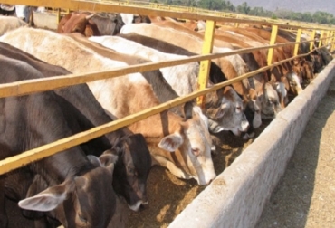 “El esquema de confinamiento de ganado es el llamado para producir 20.400 toneladas de carne deshuesada con destino a los mercados de exportación”, Augusto Beltrán. Foto: CONtexto Ganadero. Plataforma exportadora, departamento de Magdalena, mercado de USD 90 millones, sistema estabulado, carne deshuesada, ubicación privilegiada, vecindad con región Caribe, ventajas competitivas, proveedor de bovinos, noticias de ganadería colombiana, CONtexto ganadero.