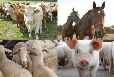 Conocer sobre las constantes fisiológicas de estas especies es útil tanto para productores como para profesionales. Foto: laboratoriosprovet.com - youtube.com - noticaballos.com - @CenferSA Constantes fisiológicas de bovinos, constantes fisiológicas de los animales, temperatura corporal, pulsaciones, frecuencia respiratoria, bovinos, equinos, cerdos, ovinocaprinos, cantidad de orina eliminada, tiempo de coagulación, gestación, sangre de animales, pH de orina, CONtexto ganadero, ganaderos colombia, noticias ganaderas colombia