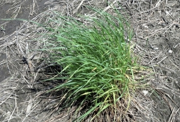 El raigrás expuesto a glufosinato genera una pérdida de viabilidad en la calidad de las semillas, así como una reducción de la germinación. Foto: agrofinger.wordpress.com Ganadería, ganadería colombia, Ganadería colombiana, CONtexto ganadero, noticias ganaderas, noticias ganaderas colombia, raigrás, ryegrass, control raigrás, glufosinato, atrazina, calidad semillas raigrás, ganaderos, ganaderos colombia