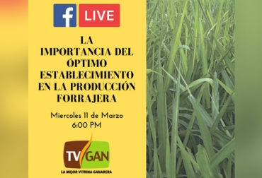 Usted puede aprender sobre el protocolo para establecimiento de praderas y resolver todas las dudas con este Facebook Live el próximo miércoles 11 de marzo. Foto: TVGAN Óptimo establecimiento para una producción forrajera, TVGAN Facebook Live, capacitación ganadería, curso gratis ganadería, curso gratis Internet ganadería, Facebook Live TVGAN marzo 2020, Pasos para establecimiento de praderas, protocolo establecimiento de praderas, Manejo de praderas, establecer una pradera ganadería, pradera ganadería, potrero ganadería, pastos de corte, CONtexto ganadero, ganaderos colombia, noticias ganaderas colombia