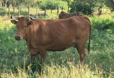 Agrosavia viene trabajando con la raza Costeño con Cuernos, en búsqueda de mejorar la raza a través del genoma genotipado. Foto: Agrosavia. Ganadería, ganadería colombia, noticias ganaderas, noticias ganaderas colombia, CONtexto ganadero, genoma, DNA, Corporación Colombiana Investigación Agropecuaria, Agrosavia, recursos zoogenéticos, criollos de bovinos, ovinos lanares, ganado bovino Cebú, Centro de Investigación Motilonia, La genómica y su aplicación en la conservación y caracterización de los Recursos Zoogenéticos, Centro de Investigación Tibaitatá, Universidad de Lisboa, Universidad Complutense de Madrid, genotipado, Single Nucleotide Polym