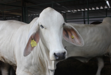 Los productores no tendrían que movilizarse hasta las oficinas del ICA, salvo algunas excepciones. Foto: ICA. Ganadería, ganadería colombia, noticias ganaderas, noticias ganaderas colombia, CONtexto ganadero, guías, Guías de Movilización, COVID-19, coronavirus, tramitar guías de movilización, SIGMA, sigma ica, ica colombia, ICA, guías ica