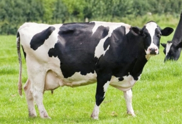 Para garantizar la longevidad y rendimiento de una vaca se debe revisar las características de la raza. Foto: cuantotiempovive.com ganadería, ganadería colombia, ganadería colombiana, contexto ganadero, noticias ganaderas, noticias ganaderas colombia, longevidad, longevidad vacas, ciclo vida vacas, ciclo reproductivo vacas, duración vida vacas, ganaderos, ganaderos colombia