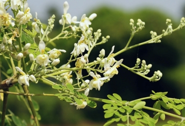 Por medio del uso de la moringa oleifera se puede lograr una alternativa para la suplementación bovina, de acuerdo con estudios. Foto: es.wikipedia.org Moringa, oleifera, Forrajes, suplementación, bosque húmedo tropical, Agrosavia, La Salle, suelos, degradación, materia seca, calidad, nutrición, hojas, precipitación, eficiencia, ecosistemas, Yopal, Ganadería, ganadería colombia, noticias ganaderas colombia, CONtexto ganadero