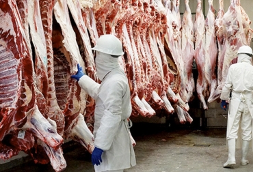 Los quistes son la lesión más frecuente del ganado en el canal aunque las pérdidas no resultan demasiado elevadas. Foto: brunoticias.com quistes, abscesos, Hematomas, pérdidas, canales, frigorífico, desposte, Producción, cuello, Vacunas, lesiones, golpe, transporte, infección, cortes, carne molida, carne industrial, Ganadería, ganadería colombia, noticias ganaderas colombia, y contexto ganadero