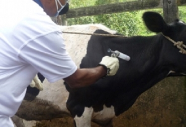 “No usar las vacunas nos ha ayudado en el control de la Neospora, que es una enfermedad con mayor incidencia de problemas reproductivos y de abortos en el Valle de Ubaté”, Giovanni Pinilla. Foto: CONtexto ganadero. Animales sanos, libres de vacunas, ganaderos de Ubaté, uso correcto de las vacunas, diagnóstico previo, vacunas vivas, atenuadas y modificadas, tormenta de abortos, garantizar preñez, métodos naturales, Isoterapia, Leucois, diarrea viral, Noticias de ganadería colombiana, CONtexto ganadero.