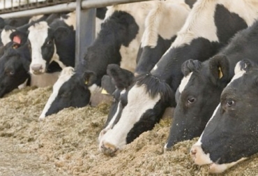 En el proceso de la suplementación bovina entran a jugar muchos factores como la zona de localización de las fincas. Foto: sites.google.com ganadería, ganadería colombia, ganadería colombiana, contexto ganadero, noticias ganaderas, noticias ganaderas colombia, consejos suplementación bovina, suplementación bovina, suplementar bovinos, calidad pasturas, cantidad pasturas, oferta forrajera, forrajes, calidad pastos, ganaderos, ganaderos colombia