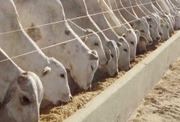 Una de las razones por la cual los expertos recomiendan suplemantar a los bovinos es porque en Colombia hay razas extranjeras que necesitan de mayores nutrientes para mantener su corporalidad. Foto: girodoboi.com.br Ganadería, ganadería colombia, Ganadería colombiana, CONtexto ganadero, noticias ganaderas, noticias ganaderas colombia, suplementación, por qué suplementar, consejos suplementar, Suplementación Bovina, ganaderos, ganaderos colombia