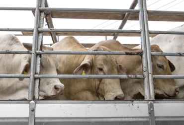 En el transporte bovino, el comportamiento del animal, el tiempo de duración del viaje y la salud del bovino influyen en su bienestar. Foto: movertis.com Ganadería, ganadería colombia, Ganadería colombiana, CONtexto ganadero, noticias ganaderas, noticias ganaderas colombia, transporte animal, transporte bovino, transporte terrestre, codigo terrestre, OIE, estrés bovino, ganaderos, ganaderos colombia