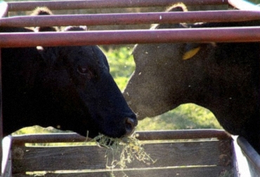 La inclusión de la linaza en la alimentación de vacas lecheras contribuye a obtener un producto con mayor valor nutritivo como es el caso del Omega3. Foto: perulactea.com linaza, nutrición, omega, vacas, leche, queso, mantequilla, ácidos grasos, dietas, colesterol, estudios, maíz, granos, Heno, ensilaje, lácteos, suplemento, Ganadería, ganadería colombia, noticias ganaderas colombia, CONtexto ganadero.