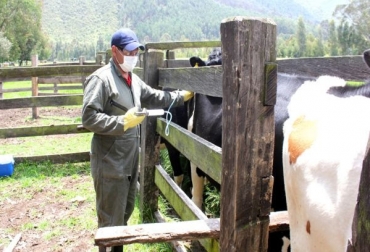 El proceso de la aplicación de las vacunas contra la fiebre aftosa y la brucelosis bovina es responsabilidad de Fedegán. Foto: ICA. Ganadería, ganadería colombia, noticias ganaderas, noticias ganaderas colombia, CONtexto ganadero, Ciclo de Vacunación, vacunación, vacunación en colombia, vacunación contra la aftosa, aftosa, ICA, fedegan, DANE, ciclo de vacunación contra aftosa 2020, primer ciclo de vacunación 2020