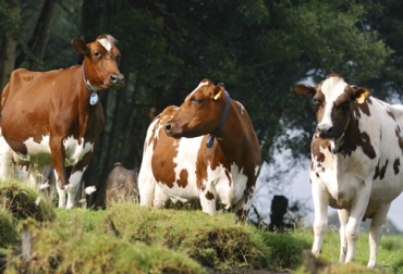De cara al futuro se requieren animales que produzcan más y que se adapten a las condiciones reinantes en la zona por lo que la genética y el cambio climático deben ir de la mano. Foto: Fedegan Cambio climático, ambiente, animales, alimentación, leche, Genética, adaptabilidad, mejoramiento, resistencia, Ayrshire, temperatura, humedad, estrés calórico, pastoreo, Ganadería, ganadería colombia, noticias ganaderas colombia, CONtexto ganadero.