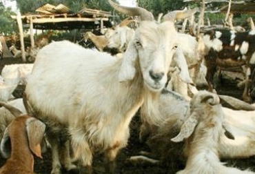 Como Es El Ciclo Productivo De La Cria De Cabras Contexto Ganadero Noticias Principales Sobre Ganaderia Y Agricultura En Colombia