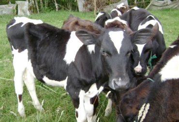 La cría y levante de terneras en unas condiciones óptimas es la mejor inversión a futuro porque allí está la base para su desarrollo productivo y reproductivo. Foto: engormix.com cría, levante, Terneros, normando, vaca, rentabilidad, productividad, explotación, finca, mejoramiento genético, vacas de remplazo, novilla, leche, parto, doble propósito, desarrollo muscular, Ganadería, ganadería colombia, noticias ganaderas colombia, CONtexto ganadero