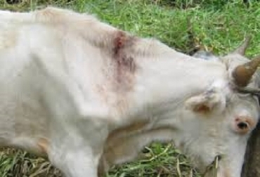 “La vacuna contra la rabia bovina será obligatoria en el primer ciclo de vacunación contra fiebre aftosa”, sostiene el ICA. Foto: CONtexto ganadero. Rabia bovina, machos y hembras menores de un año, periodos de registro, murciélagos hematófagos, sin diagnósticos positivos, vacunación obligatoria, periodo de incubación, murciélago hematófago, noticias de ganadería colombiana, CONtexto ganadero.