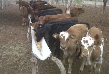 La elección del tipo de destete depende del sistema productivo de la finca así como del estado corporal de los animales, entre otros factores. Foto: inta.gob.ar Destete, destete en bovinos, destete vacas, destete tradicional, destete anticipado, destete temporario, destete precoz, destete hiperprecoz, tipos de destete, destete en ganado vacuno, coronavirus, COVID-19, cuarentena, Ganadería, ganadería colombia, noticias ganaderas, noticias ganaderas colombia, CONtexto ganadero