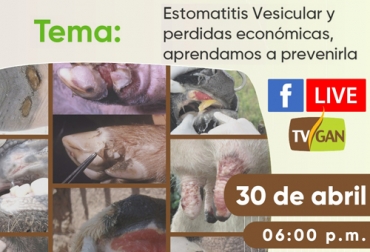A partir de esta semana, usted podrá disfrutar los jueves de una charla sobre sanidad en ganadería con los mejores expertos de Vecol. Foto: Cortesía TVGAN, charlas virtuales, TVGAN Facebook Live, Facebook Live, charlas virtuales para ganaderos, estomatitis Colombia, estomatitis vesicular, virus de la estomatitis vesicular, estomatitis ganadería Colombia, vacuna estomatitis, Vecol, coronavirus, COVID-19, cuarentena, Ganadería, ganadería colombia, noticias ganaderas, noticias ganaderas colombia, CONtexto ganadero