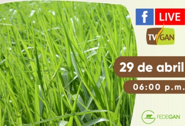 Este nuevo material fue introducido por Sáenz Fety en julio del año pasado durante Agroexpo. Foto: TVGAN facebook live, Bracharia Híbrido Sabia AIG 330J, bracharia AIG 330J, semilla incrustada, capacitación, capacitación en línea, capacitación online, fedegan, TVGAN, Colombia, Fedegán capacitación, capacitación Facebook Live, Sáenz Fety, pastos para clima cálido, nuevo pasto, coronavirus, COVID-19, cuarentena, Ganadería, ganadería colombia, noticias ganaderas, noticias ganaderas colombia, CONtexto ganadero