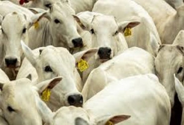“Es más económico tener un ganado bueno para la finca, que una finca buena para el ganado”, precisó Gabriel Jaramillo. Foto: CONtexto ganadero. La ganadería debe invertir en genética, Gabriel Jaramillo, innovar, reducir tiempo de producción animal, impacto es la eficiencia, ICIAGen, Nelore de ciclo corto, preñez en 9 meses, cría mejor que la madre, mejoramiento genético, mejorar año a año, usa toros jóvenes, big data, variabilidad, noticias de ganadería colombiana, CONtexto ganadero.