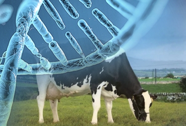 El método más sustentable para combatir el estrés calórico es la selección genética con un consecuente efecto en lo productivo y lo reproductivo. Foto: bmeditores.mx - absglobal.com transferencia embrionaria, estrés calórico, Reproducción Bovina, genómica, parámetros productivos, reproducción animal, preñez, Inseminación, Genética, fisiología reproductiva, leche, vacas, cruzamiento genético, Ganadería, ganadería colombia, noticias ganaderas colombia, CONtexto ganadero