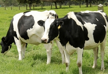 En términos generales, la eficiencia reproductiva de los bovinos corresponde al factor humano y al correcto manejo del hato. Foto: CONtexto ganadero Fertilidad depende del hombre, factores infertilidad vaca hombre, factores infertilidad manejo, baja fertilidad, fertilidad bovina Colombia, Estrategias para mantener fertilidad en verano, Adecuada alimentación para mejorar reproducción, oferta forrajera para vacas reproductivas, fertilidad en ganadería, coronavirus, COVID-19, cuarentena, Ganadería, ganadería colombia, noticias ganaderas, noticias ganaderas colombia, CONtexto ganadero