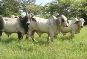 El manejo del ganado, el estrés, el transporte y otra serie de factores inciden en el comportamiento de la canal de los bovinos, de ahí la importancia de su adecuado manejo. Foto: sites.google.com canal bovina, rendimiento, estrés, manejo, transporte, carne, fisiológicas, animales, Hematomas, lesiones, alimento, aturdimiento, pH, color, textura, Agua, Ganadería, ganadería colombia, noticias ganaderas colombia, CONtexto ganadero