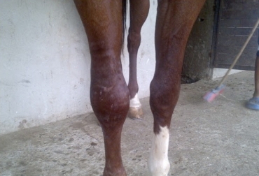 La osteoartritis equina genera irrupciones en el desarrollo genético del animal, así como pérdidas monetarias para quién lo tiene. Foto: jineteycaballo.blogspot.com Ganadería, ganadería colombia, noticias ganaderas, noticias ganaderas colombia, CONtexto ganadero, caballos, osteoatritis equina, cojeras, enfermedades equinas, consecuencias osteortritis equina, tratamientos orteoartritis equina, ganaderos, ganaderos colombia