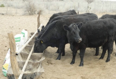 A la hora de suplementar, hay que tener en cuenta que las vacas en el último tercio de gestación tienen más requerimientos que las de primer tercio. Foto: elrodeocampo.com.ar Suplementación vacas cría, suplementación de los vientres, suplementación vacas paridas, alimentación vacas de cría, nutrición vacas de cría, Vacas primíparas, cuidados vacas prímiparas, cuidados vacas primer parto, vacas de primer parto, novillas de primer parto, vacas primerizas, coronavirus, COVID-19, cuarentena, Ganadería, ganadería colombia, noticias ganaderas, noticias ganaderas colombia, CONtexto ganadero