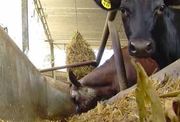 El experto considera que el confort de los animales es una de las recomendaciones a tener en cuenta, pues el bovino necesita comodidad. Foto: TvAgro Ganadería, ganadería colombia, noticias ganaderas, noticias ganaderas colombia, CONtexto ganadero, confinamiento, animales en confinamiento, animales estabulados, alimentación bovinos, alimentación bovinos estabulados, dieta alimenticia bovinos estabulados, forraje, granos, dieta a base de granos bovinos, dieta a base de forraje bovinos, bovinos Colombia, ganaderos, ganaderos colombia, confort animales estabulados, comodidad animales estabulados, Genética, genética animales estabulados