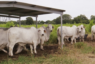 El bienestar animal es un aspecto clave tanto en estos momentos de vacunación como en cualquier temporada por todo lo que ello le llega a representar al productor. Foto: bmeditores.mx Bienestar Animal, OIE, vacunación, principios, indicadores, Fiebre aftosa, animales tranquilos, libres de estrés, maltrato, calidad de vida, eficiencia, efectividad, Producción, mejores prácticas, Ganadería, ganadería colombia, noticias ganaderas colombia, CONtexto ganadero