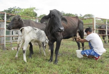 Para los ganaderos tradicionales, capacitaciones más didácticas y el voz a voz permite que las BPG sean mejor apropiadas por ellos. Foto: prensalibrecasanare.com Buenas Prácticas Ganaderas, BPG ganaderos Colombia, BPG Ganaderías Colombia, Ganaderos Colombia certificación BPG, certificación Buenas Prácticas Ganaderas Colombia, BPG Colombia 2020, BPG 2020, Buenas Prácticas Ganaderas Ourofino, Ourofino, Ourofino Colombia, coronavirus Colombia, coronavirus, COVID-19, cuarentena, Ganadería, ganadería colombia, noticias ganaderas, noticias ganaderas colombia, CONtexto ganadero