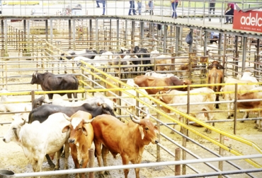En el suroeste de Antioquia y norte de Caldas, los productores han duraron casi dos meses sin comercializar sus ganados debido a confinamiento. Foto: facebook.com/AsoganSDec Ganadería, ganadería colombia, noticias ganaderas, noticias ganaderas colombia, CONtexto ganadero, ganaderos suroeste de antioquia, cultura ganadera, cultura ganadera colombia, cultura ganadera antioquia, comercialización de ganado, comercialización de ganado en antioquia, comercialización de ganado suroeste de antioquia, subastas ganaderas, subastas ganaderas suroeste de antoquia, capactaciones virtualidad, ganaderos, ganaderos colombia