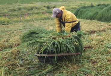 El proceso de preparación de ensilaje necesita de un lugar y unos materiales los cuales conservan el material durante un largo periodo de tiempo. Foto: Cortesía Ganadería, ganadería colombia, noticias ganaderas, noticias ganaderas colombia, CONtexto ganadero, cuarentena, cuarentena Colombia, COVID-19, receta, receta ensilaje, receta ensilaje colombia, preparación ensilaje, materiales ensilaje, ingredientes ensilaje, ingredientes ensilaje fincas, lugar almacenamiento ensilaje, forrajes ensilaje, Forrajes, material forrajero, ganaderos, ganaderos cuarentena.