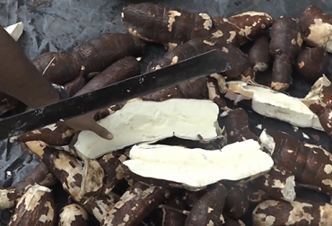 El almidón de la yuca, es rico en carbohidratos que sirve como alimentación para los bovinos. Foto: Youtube.com - INTA Nicaragua Ganadería, ganadería colombia, noticias ganaderas, noticias ganaderas colombia, CONtexto ganadero, ensilaje, ensilaje yuca, ensilaje con yuca, ensilaje de yuca colombia, ensilaje de yuca, proceso de ensilaje de yuca, beneficios ensilaje de yuca, nutrientes de ensilaje de yuca, nutrientes de yuca, uso ensilaje de yuca, prepración ensilaje de yuca, ganaderos, ganaderos colombia