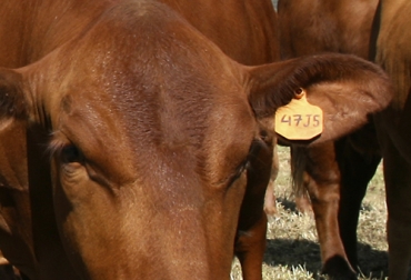 El DIN debe cumplir unos requisitos para ser empleado dentro del programa de identificación y trazabilidad bovina Sinigan, dispuestos por el Ministerio de Agricultura. Foto: Fedegán Dispositivo de Identificación Nacional, DIN, Sistema Nacional de Identificación e Información del Ganado Bovino, Sinigán, programa de trazabilidad bovina en Colombia, avances trazabilidad bovina, anuncios del MinAgricultura trazabilidad, avances de trazabilidad, trazabilidad bovina colombia, trazabilidad bovina noticias, trazabilidad bovina ica colombia, trazabilidad bovina fedegán, coronavirus, COVID-19, cuarentena, Ganadería, ganadería colombia, noticias ganaderas, noticias ganaderas colombia