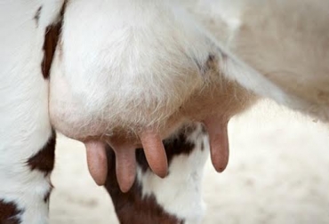 La promoción de TVGAN está dispoonible por este mes hasta agotar existencias. Foto: perulactea.com Cepravin MSD, secado de la ubre, promoción TVGAN, Promo TVGAN 2020, TVGAN, proceso de secado de la ubre, secado de la vaca, formas de secar una vaca, periodo de descanso de la ubre, manejo animal, ordeño de la vaca, coronavirus, COVID-19, cuarentena, Ganadería, ganadería colombia, noticias ganaderas, noticias ganaderas colombia, CONtexto ganadero