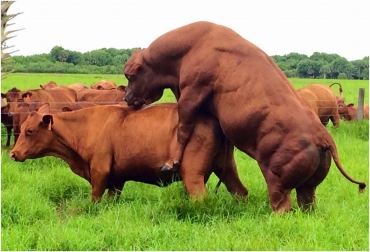 Es necesario comenzar por conocer al animal desde su pubertad, según César Moreno. Foto: zoovetesmipasion.com Manejo reproductivo y sanitario del toro