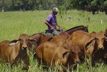 La finca ganadera debe manejarse como una empresa, de manera que se logre una rentabilidad y se lleven los registros correspondientes y para todo ello la tecnología juega cada vez más un papel fundamental. Foto: TvAgro administración, fincas ganaderas, Tecnología, subastas, registro de animales, ganado, bovinos, planeación, empresa, rentabilidad, potencial genético, diagnóstico, contable y financiero, capacitación, Ganadería, ganadería colombia, noticias ganaderas colombia, CONtexto ganadero