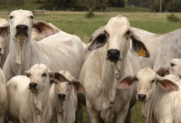 La monta estacional le ayuda al ganadero a programar el mejor mes para sus vacas tengas crías. Foto: Ariel Jiménez - Fedegán Monta estacional