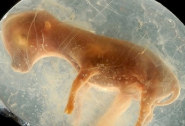 Las pérdidas gestacionales tienen un impacto importante dentro de la actividad ganadera y sus efectos son diferentes según la edad del animal. Foto: bmeditores.mx pérdidas, gestación, métodos artificiales, in vitro, Inseminación, vacas lecheras, inseminación artificial a tiempo fijo, periodos, cuerpo lúteo, ciclo estral, fertilización, Ganadería, ganadería colombia, noticias ganaderas colombia, CONtexto ganadero