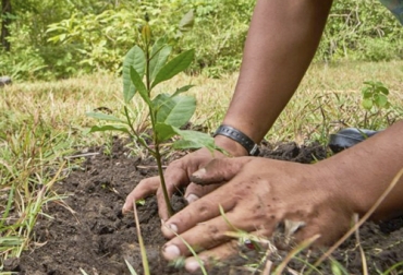 Uno de los aspectos importantes en la siembra de los árboles, es la elección del lugar, pues los suelos son muy variados y hay que asegurar que el establecimiento de esta especie sea un éxito. Foto: reddearboles.org Ganadería, ganadería colombia, noticias ganaderas, noticias ganaderas colombia, CONtexto ganadero, establecimiento de árboles, árboles mejores amigos de ganaderos, árboles en predios, árboles en fincas, árboles en fincas de colombia, sembrar árboles, cómo sembrar árboles, pasos para sembrar árboles, pasos para sembrar árboles en fincas, ganaderos, ganaderos colombia