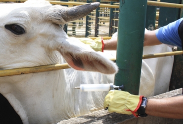 A la hora de vacunar sus animales es importante tener en cuenta ciertos parámetros que ayudan a tener una mejor sanidad del hato. Foto: Fedegán Vecol, Ciclo de Vacunación, Vacuna, aftosa, Brucelosis, Vacunadores, ganaderos, subcutánea, refrigerante, aguja, numero de lote, fecha de vencimiento, biológico, capacidad inmunizante, desparasitación, establo, bretes, embudos, Corraleja, desinfección, jeringas, Ganadería, ganadería colombia, noticias ganaderas colombia, CONtexto ganadero