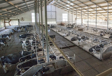 La ventilación de los establos es un aspecto fundamental para la sanidad y el bienestar animal y por eso es importante tener en cuenta la mejor manera de diseñar estos lugares. Foto: vostermans.com establos, ventilación, temperatura, estrés calórico, mastitis, Bienestar Animal, fertilidad, dolor en pezuñas, problemas respiratorios, hato, vacas, Ganadería, ganadería colombia, noticias ganaderas colombia, CONtexto ganadero