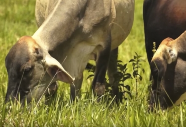 Los programas de mejoramiento genético deben tener en cuenta las condiciones de la finca antes que las del ganado para alcanzar los resultados esperados. Foto: TvAgro mejoramiento genético, AMBIENTE, Brasil, animales, eficiencia, finca, limitaciones, ciclo corto, performance, curva de crecimiento, razas, Producción, precocidad sexual, rusticidad, adaptabilidad, condiciones nutricionales, Ganadería, ganadería colombia, noticias ganaderas colombia, CONtexto ganadero