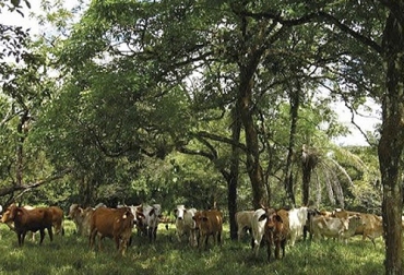Dentro de la regeneración natural, los árboles dispersos ayudan a la protección de los bovinos por medio del sombrío que brindan. Foto: Ganadería Colombiana Sostenible Ganadería, ganadería colombia, noticias ganaderas, noticias ganaderas colombia, CONtexto ganadero, árboles dispersos, regeneración natural, Sistemas silvopastoriles, árboles dispersos en regeneración natural, proceso de establecimiento árboles dispersos, proceso de establecimiento de regeneración natural, escogencia árboles dispersos, ganaderos, ganaderos colombia